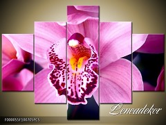Obraz na zeď-květy- 5D F000055