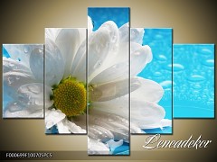 Obraz na zeď-květy- 5D F000699